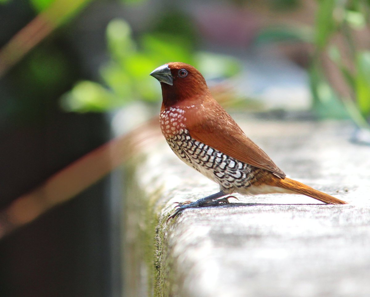 NShribhadri's tweet photo. Although #SpiceFinch is a pet bird and mostly seen inside a #cage but for few months it has been roaming around my house freely.
.
.
.
.
.
Shot on #Canon700D 
#indianbird #Freedom https://t.co/e0mJa9MAR3