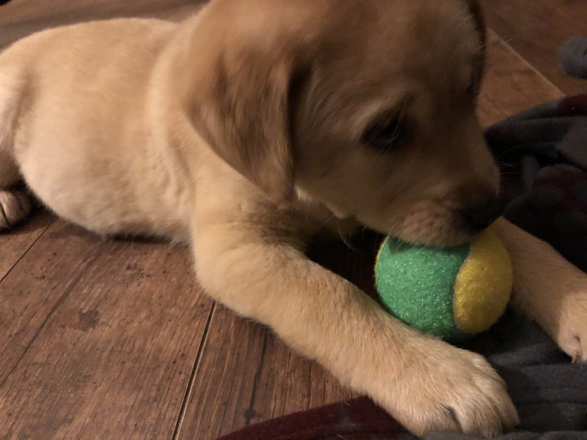AdventuresOfMo5's tweet photo. Thanks to @jkynaston who said I should have a Twitter account. He’s a VERY wise man, you should all follow him too. Maybe one day he can take me for run on @WHWRace I know it’s very close to where I live. He can throw this ball for me https://t.co/UPDHprZPXA