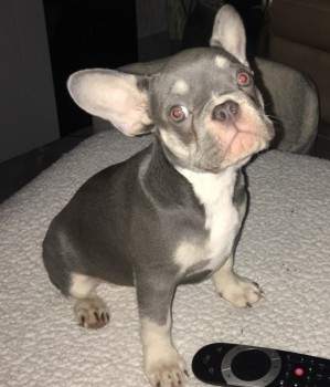 millypod1's tweet photo. 🆘25 NOV 2020. #STOLEN from her owner's car on drive by smashing window 😢 
Adams Road #Finchfield #Wolverhampton #WV3
Lilac &amp; Tan French Bulldog #PUPPY Female 
SIGHTINGS PLZ ☎️07886 032 528
https://t.co/l9gkFaxHIx https://t.co/2VempsL2qy
