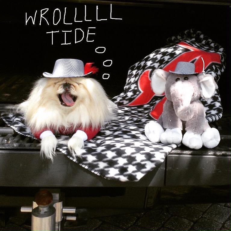 LilCaliGurl's tweet photo. "Wrollllllllll Tide!" I woof out 🏈🐘🌊 ❤️ today iz fur RIVAL football #tailgatesandtouchdowns #ironbowl
.
#caligurl #rolltide #crimsontide #bamadog #crimsontidedogs #bama #rammerjammer #bamanation #universityofalabama #alabamacrimsontide #AreYouReadyForSomeFootball #beatauburn https://t.co/CrBPhXJpIL