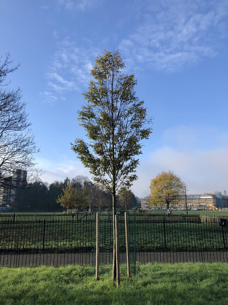 leaftoleaf's tweet photo. Tree of the Day π³
A Hornbeam (Carpelus betulus), 1 of 3 standing guardedly on the #BrandonEstate facing over #KenningtonCommon. A glorious sight in itself & container of #HeygateLegacy values under attack across Southwark again; on (& off) the #ElimEstate & #KingstonEstate π https://t.co/1yNJ1X6L4N