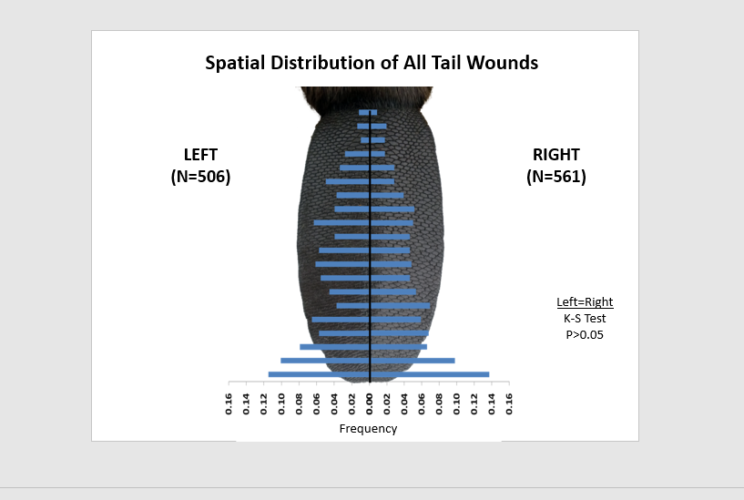 We have looked at things such as whether there is bilateral symmetry in the wounds (there is!; left fig.) and how the different types of wounds are distributed proximal/distal on the tail (right fig.). Pieces tearing off are more common at tip, partial rips more in the center.