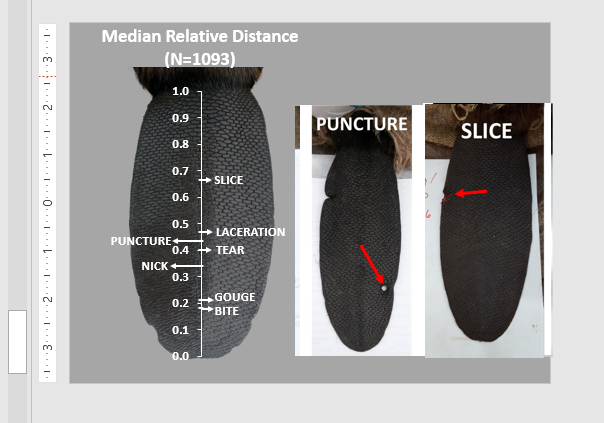 We have looked at things such as whether there is bilateral symmetry in the wounds (there is!; left fig.) and how the different types of wounds are distributed proximal/distal on the tail (right fig.). Pieces tearing off are more common at tip, partial rips more in the center.