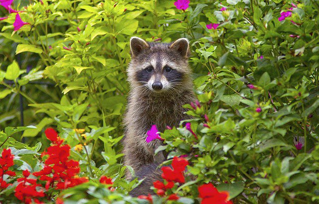 Wyb as raccoons; a thread