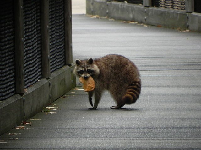 Wyb as raccoons; a thread