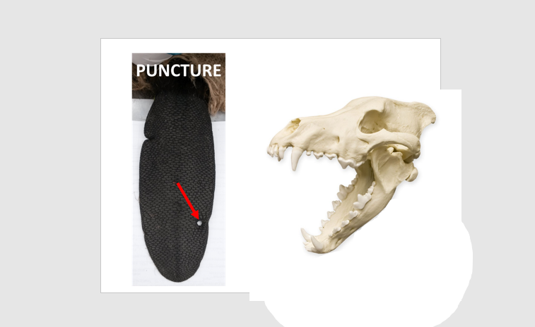 We've also documented a number of circular puncture wounds that we are pretty sure are from canines from wolves (and less likely from other carnivores such as bears and coyotes). See the sister project  @VoyaWolfProject for more stories about these encounters!