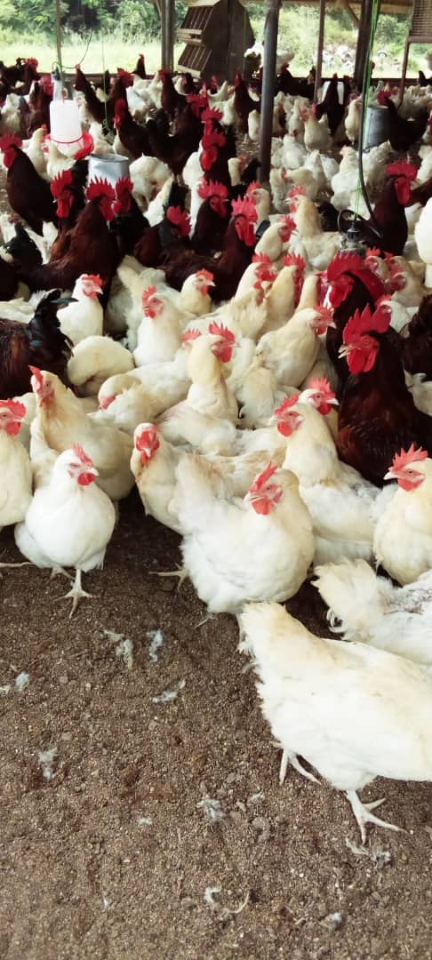 Old Leghorn breeders for sale(male and female)
Source: Zartech
10000pcs
DM to book. Kindly help retweet. Thank you.