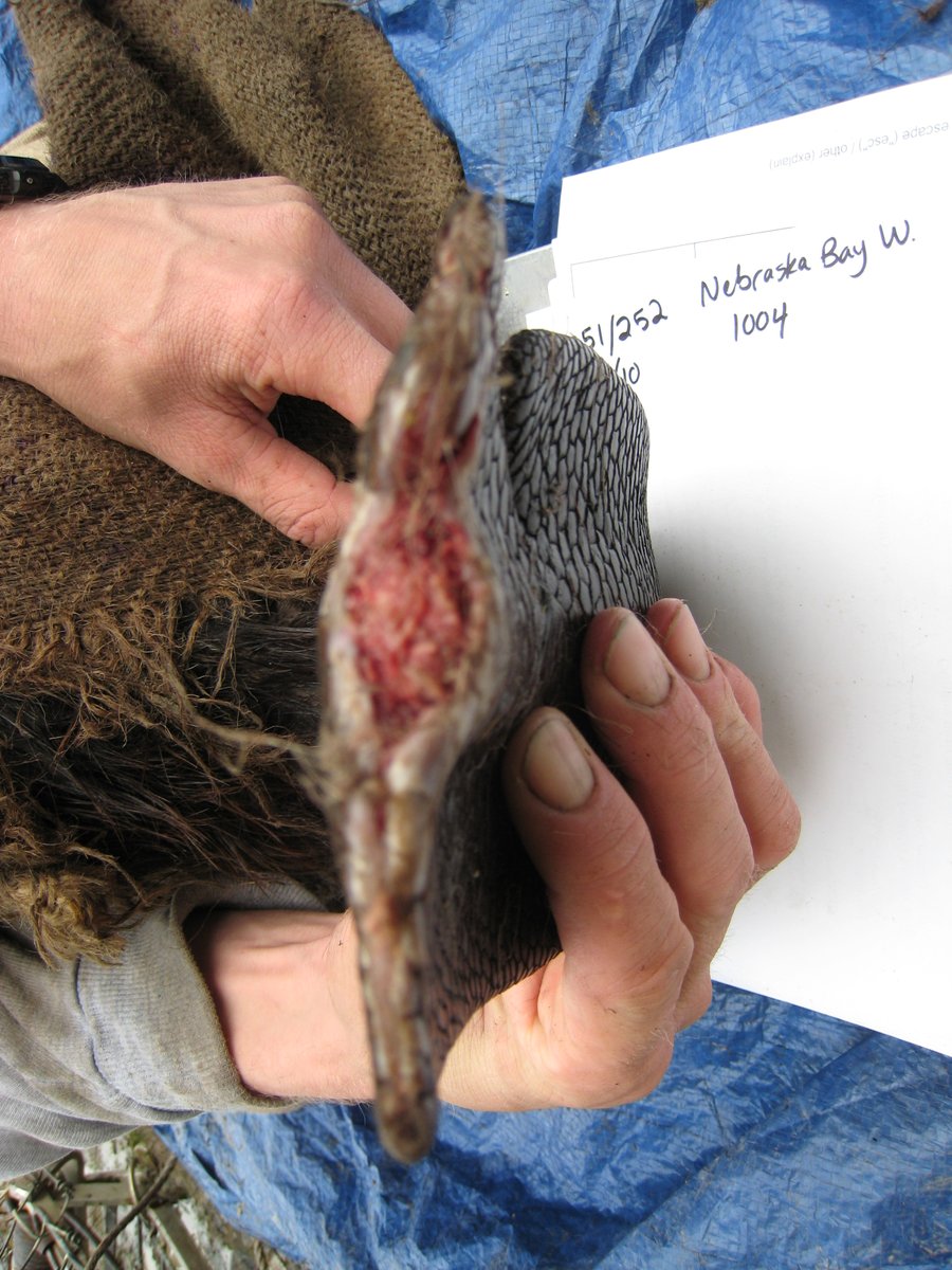 Here is another one, female Beaver 251 first captured in May '10, where the bottom of the tail was missing from a very fresh injury. We caught this one again 3.5 yrs later in 2013 and it was completely healed over. You can also see tear on the side had partially scarred over too.