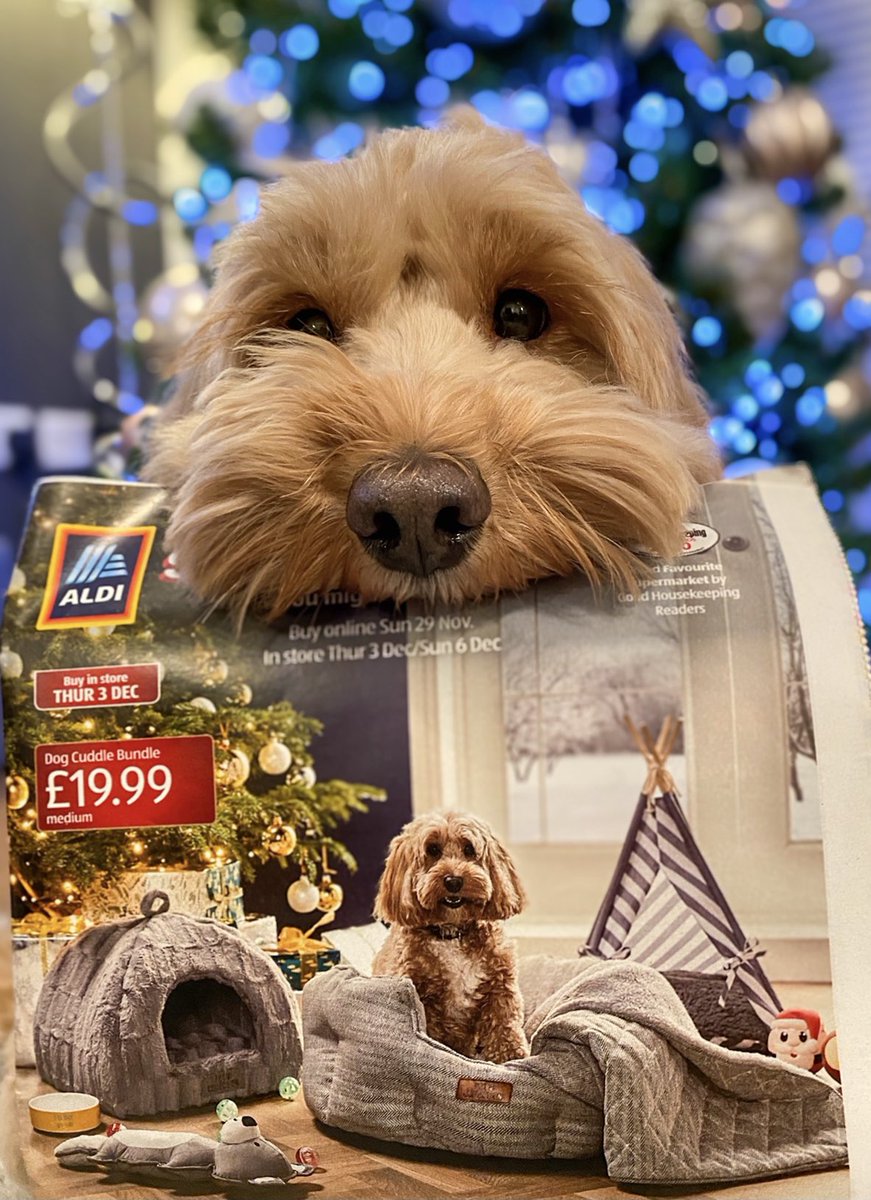 Bagged himself a front cover. ❤️
Check out his features page 4 & 6 too! @AldiUK @UrbanPawsuk @UP_Influencers #dogmode #aldispecialbuys