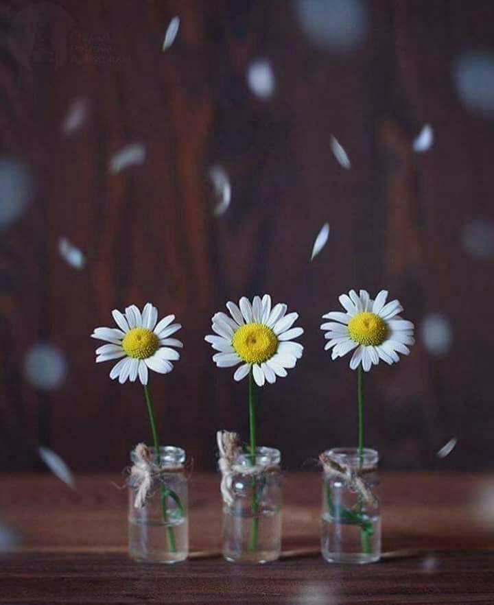 07DOSK's tweet image. محبون طيبون و اوفياء ولكن تعيشون الوحدة اعرفكم قرات عنكم فصولا كثيرة في كتب مقدسة