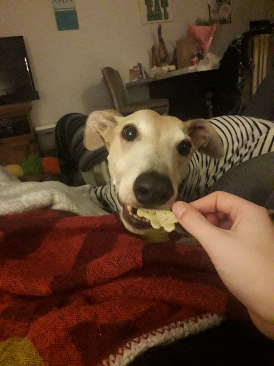 GreyhoundRobert's tweet photo. Yoink! The gods hath heard my plea and blessed me! For mothers taunts has led her to lean too close, and with a mighty feat of speed, I doth steal the Bear! #success #twitterhounds #dogsoftwitter #petsoftwitter #houndsoftwitter #greyhounds #petsnotbets #companionsnotcommodities https://t.co/UY1EIOnTVk