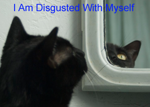 Some gems from my Vell tag on tumblr.