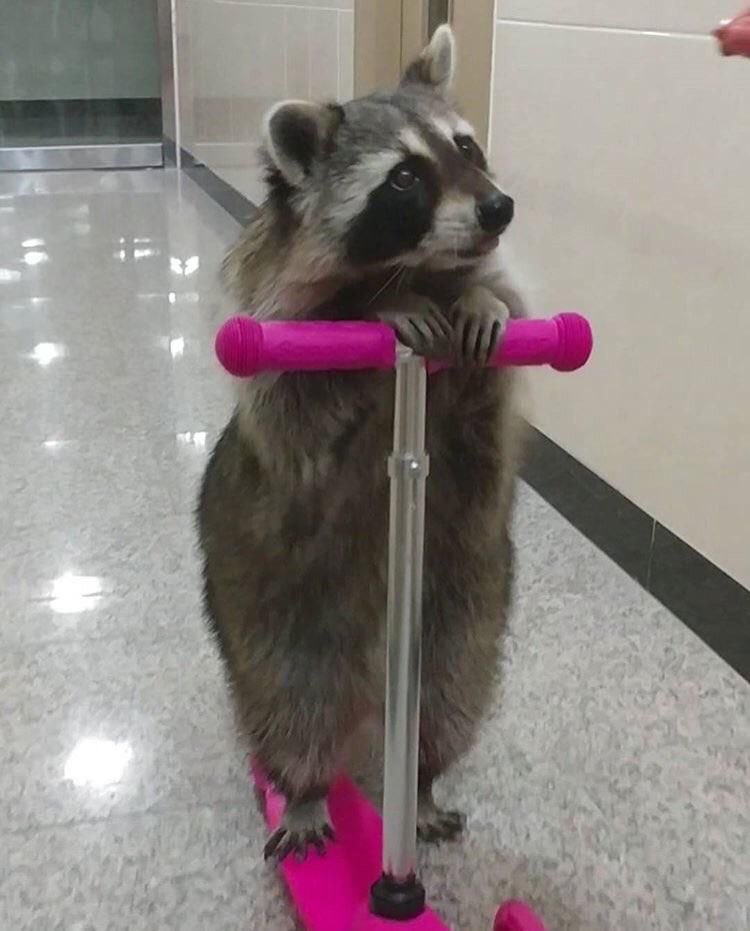 Wyb as raccoons; a thread