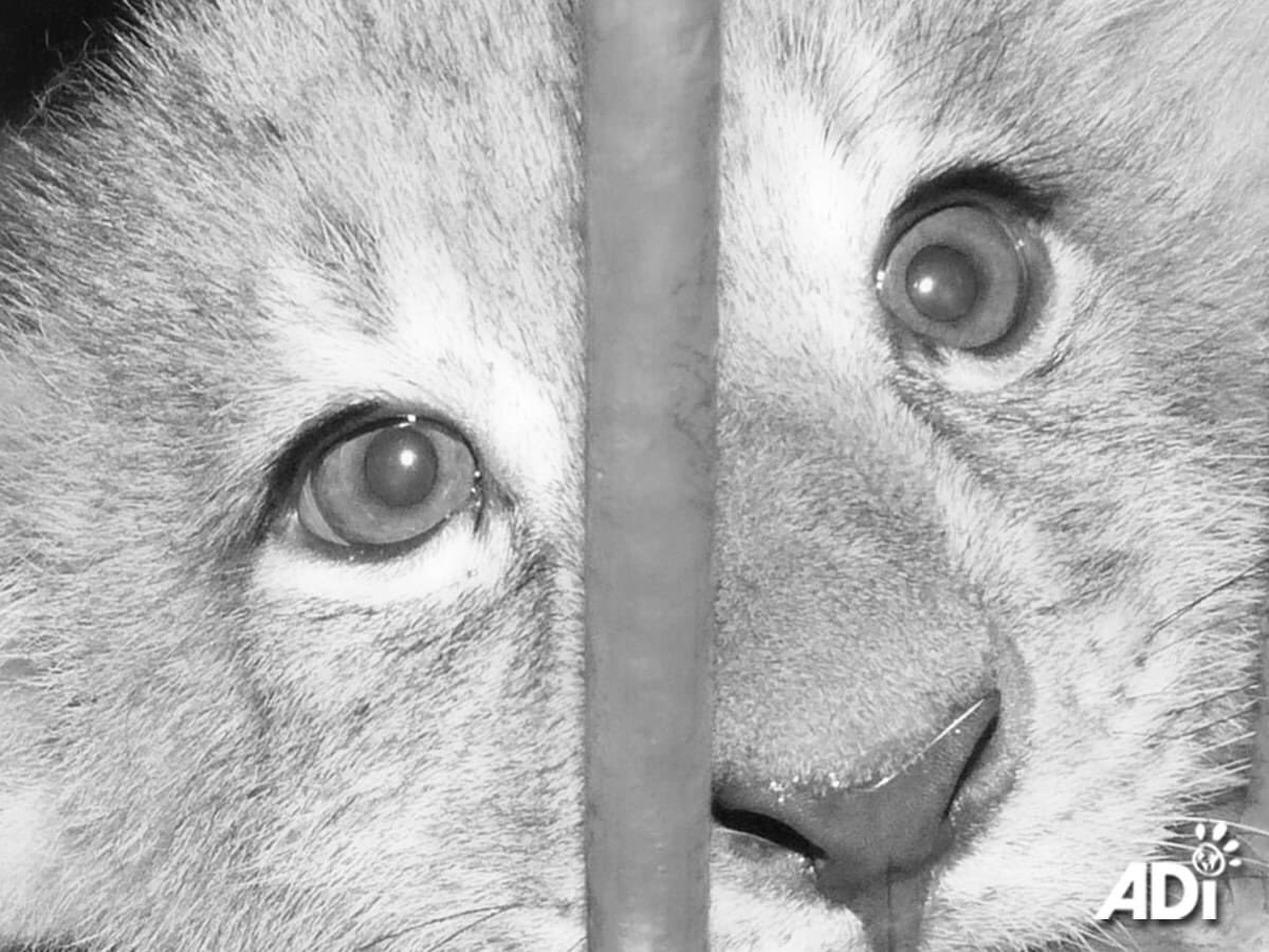 AnimalDefenders's tweet photo. #CAPTIVE #LION BREEDING: “NO DIRECT CONSERVATION VALUE”. A scientific paper in the ‘Global Ecology and Conservation’ journal evaluates economic &amp; conservation contribution of South Africa's predator #breeding farms, which allow tourists to pay to hold #cubs reared for #hunting. https://t.co/9tD6bxUXc6
