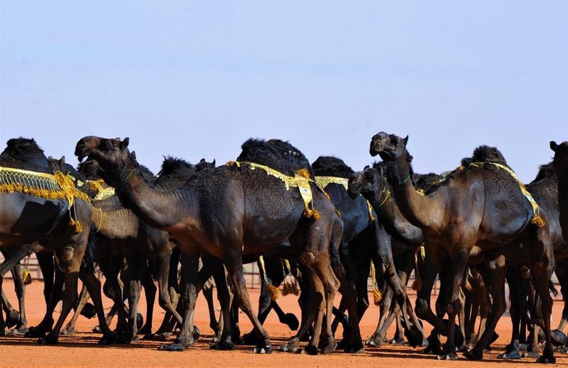 انطلاقة مهرجان الملك عبدالعزيز للإبل بدخول الفحل وإنتاجه.. غدًا.