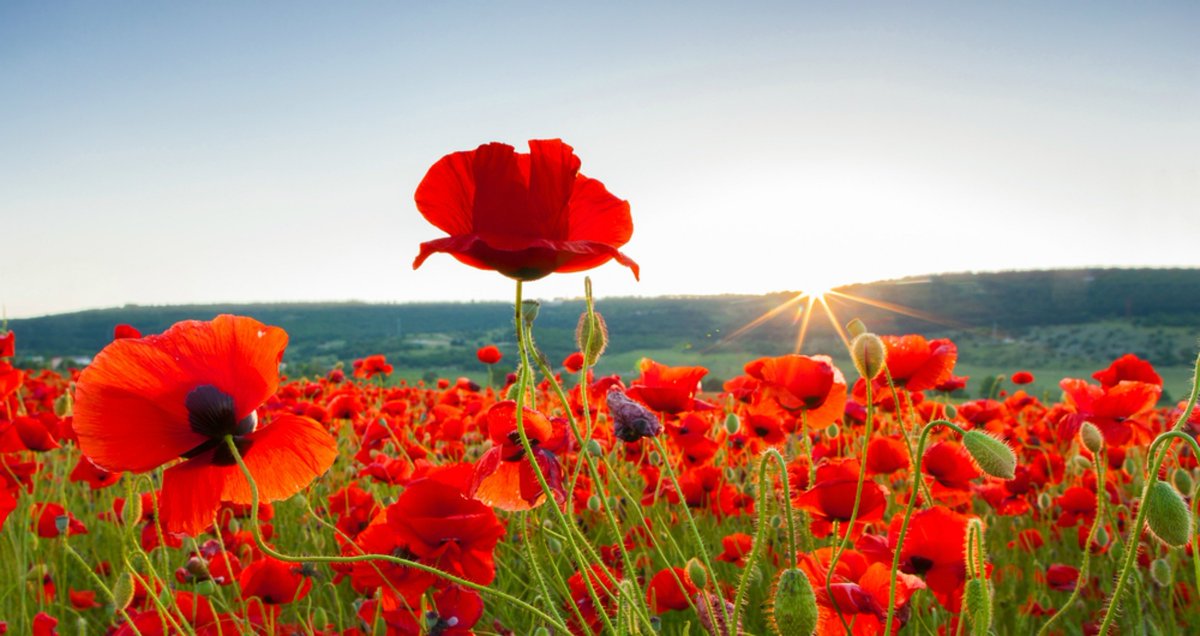 StokesleyHockey's tweet photo. #HelpOurCharities #PoppyFundraiser #PoppyAppeal #TeamStokesley https://t.co/xg2HiUIFB6