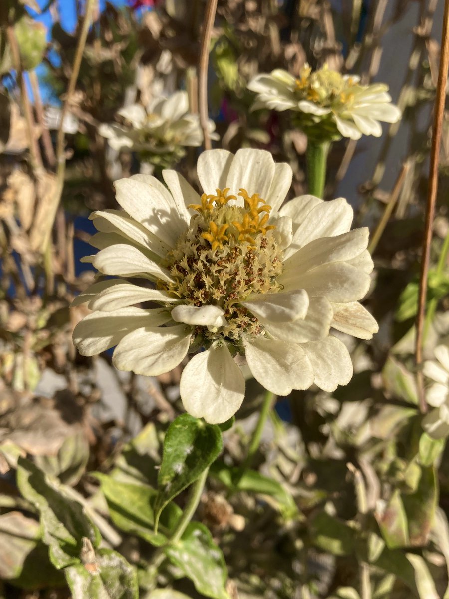 luis_vigosa's tweet photo. Zinnia elegans, Compositae #botany #flowers #taxonomy #plants #asteraceae #compositae #heliantheae #zinnia #zinniaelegans https://t.co/nqgBTojwI6