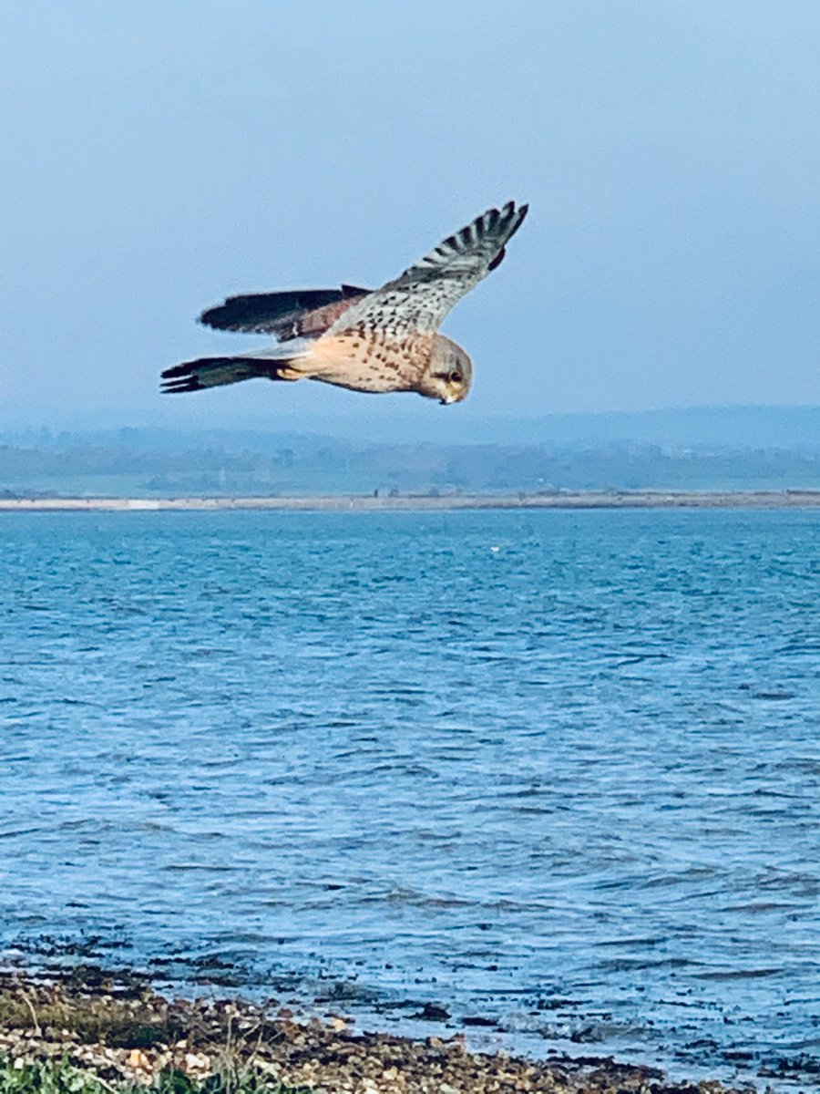 Pleased with photo on my long run today. <a href="/Keepmiltongreen/">Keep Milton Green!!!</a> <a href="/Natures_Voice/">RSPB</a> <a href="/RSPBEngland/">RSPB England</a> <a href="/RSPBbirders/">RSPB Birders</a>