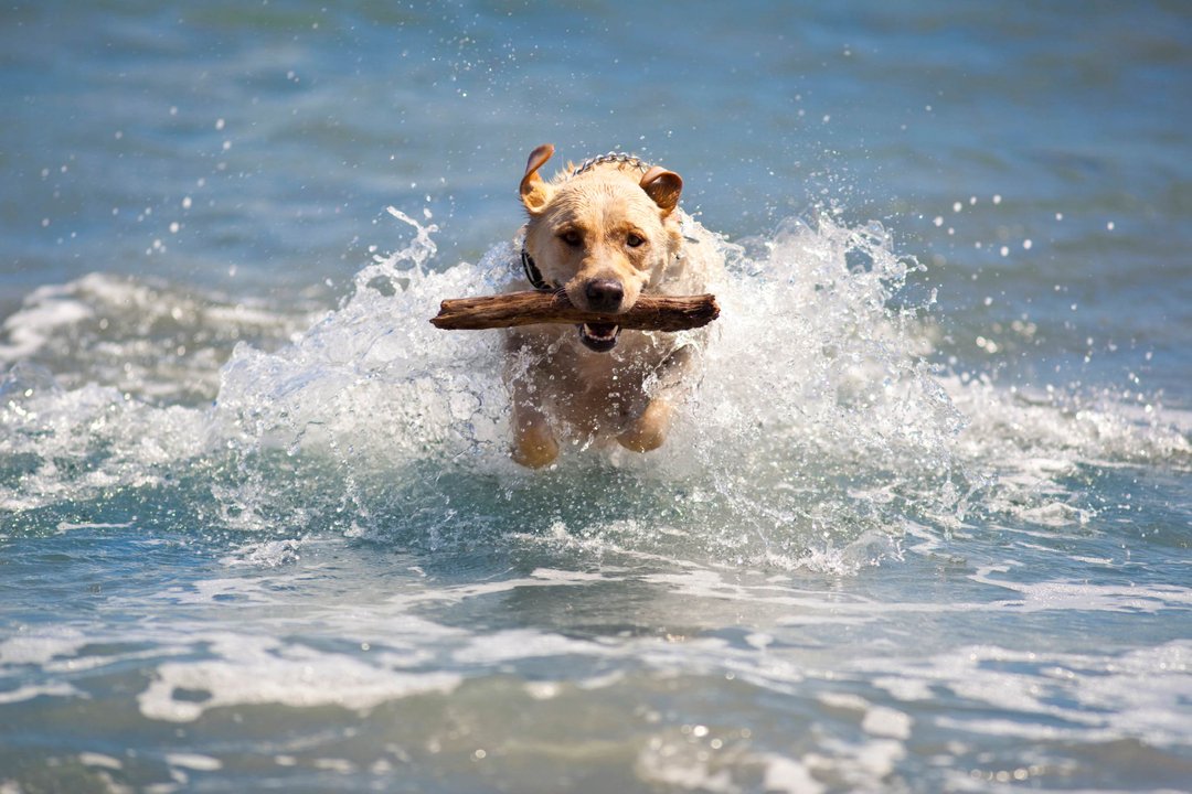 Do like this doggo and dash for the coast this winter. With cosy coastal getaways from just £102 (for two), you will be smiling from ear terr-ier!