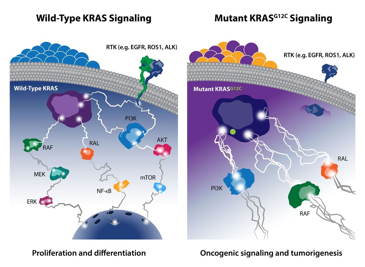 crownbioscience's tweet image. #Oncologyblog: Further Directions for #KRASInhibition, including targeting SHP2 and SOS1 buff.ly/32vP1pj