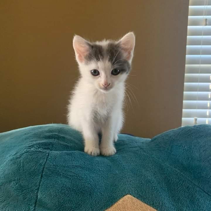 Why you should have a cat tweet media