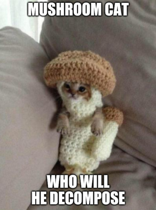 Some gems from my Vell tag on tumblr.