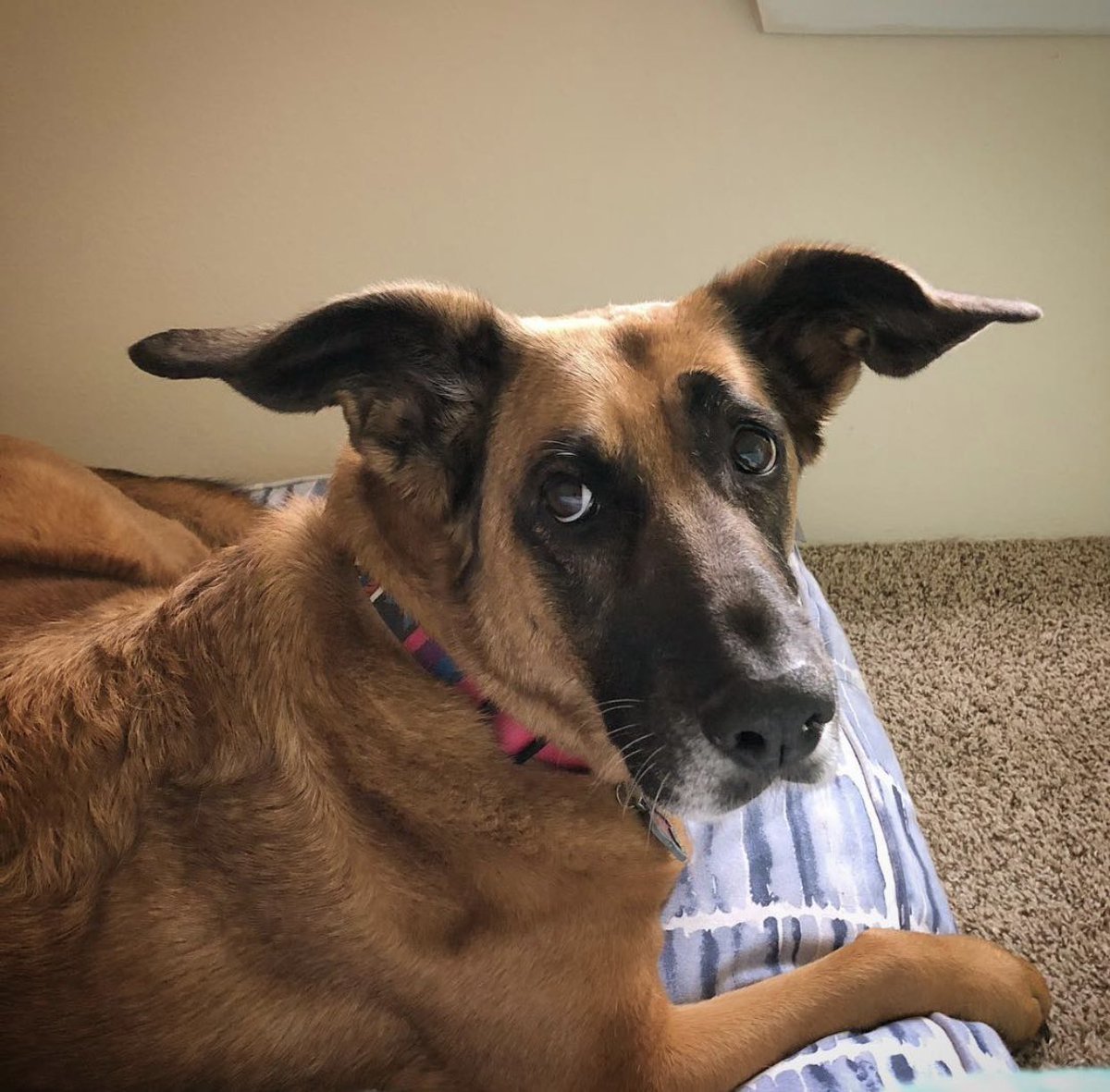 This is Dixie. She’s half german shepherd and half bloodhound, resulting in the greatest ears we have ever seen. 14/10 #SeniorPupSaturday