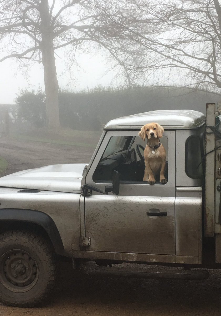 FirthDavid12's tweet photo. Very tempted to dog-nap the firewood delivery guy’s fabulous companion today. Resisted - but only just. https://t.co/94dtXZpcPl