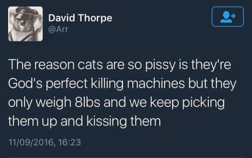 Some gems from my Vell tag on tumblr.