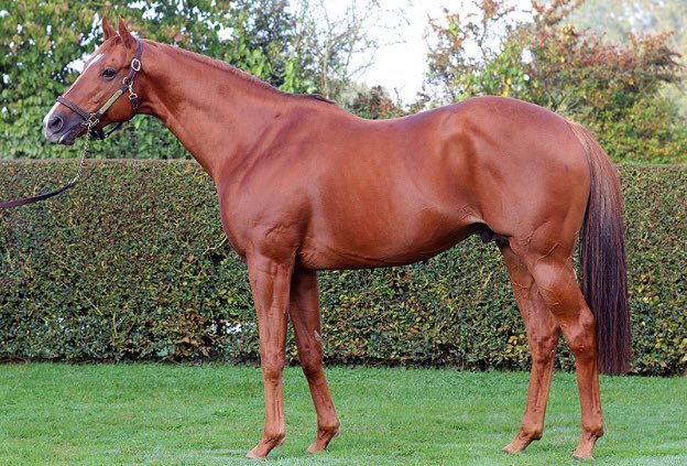 HarasMontaigu's tweet photo. ❗️JOURNEE MEMORABLE❗️
#NoRiskAtAll
4 vainqueurs UK & IRE
🏆#EPATANTE G1 @NewcastleRaces
🏆#IMPERIL @DoncasterRaces
🏆#KESKONRISK & 🏆#HookUp @Fairyhouse
@bloodstocknews @Jour_de_Galop @rpbloodstock @CheltenhamRaces @Hippo_Auteuil @francesire @InfoArqana https://t.co/7y7k90t0yU