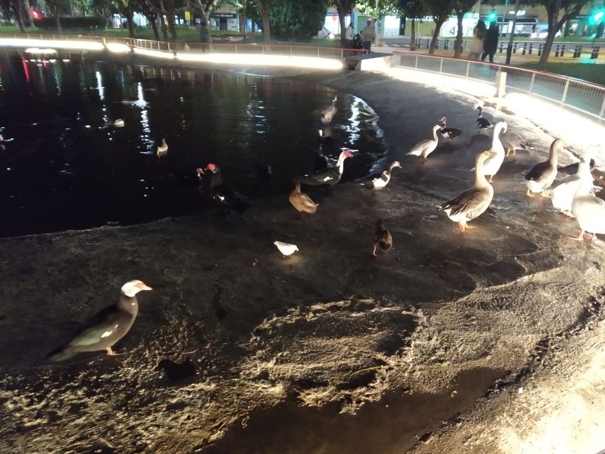 huermur's tweet photo. Estanque del parque Fofó #Murcia. Al @AytoMurcia el tema de las luces LED se le ha ido de las manos ¿Cómo afecta la contaminación lumínica del lugar a los animales de este parque urbano? ¿Se ha tenido en cuenta a la hora de instalar la iluminación? @Ballesta_Murcia #MedioAmbiente https://t.co/sd0DCCAopf