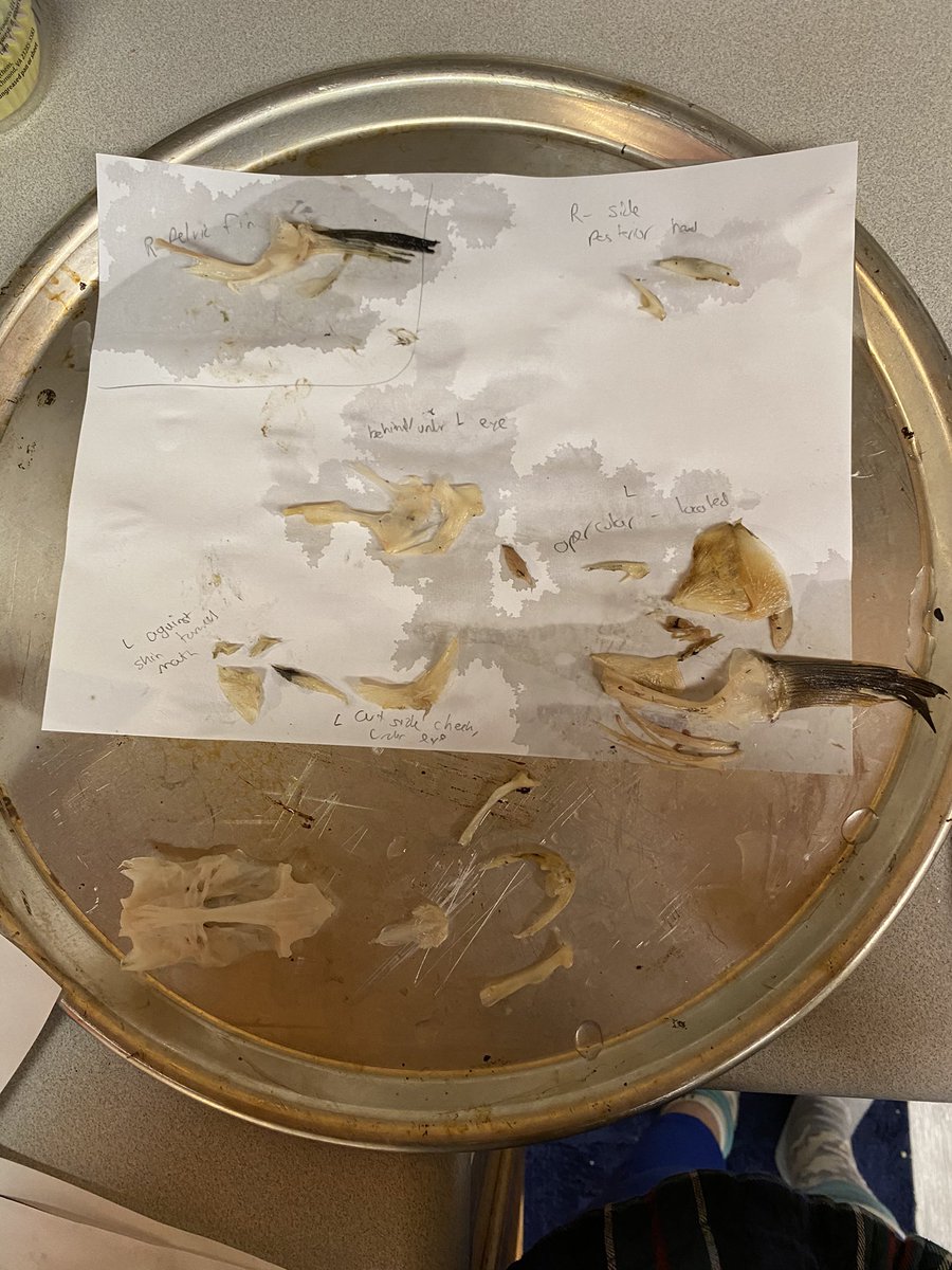 Fishy_Science_'s tweet photo. Apparently everything needs to dry before it gets glued back together. Hopefully I can reconstruct the black cod and not create a frankenfish. #blackcodfriday https://t.co/ry2TvduG1L
