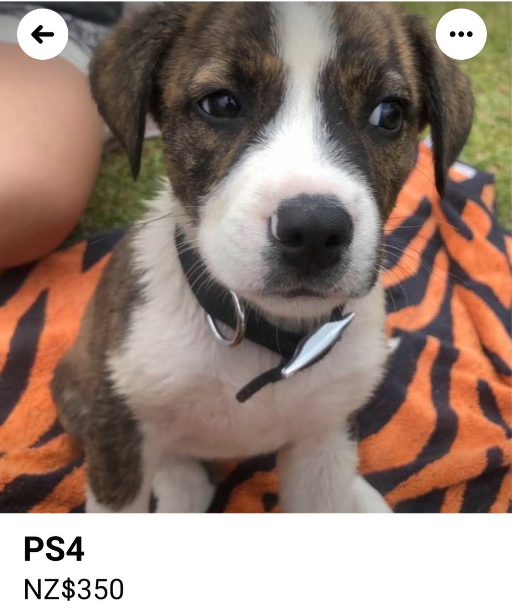 FindmyFNaccount's tweet photo. Nice ps4 😂 https://t.co/TN1kwSO1so