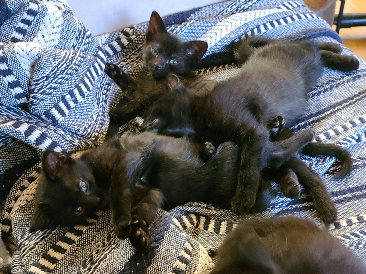 We've expanded the kitten space quite a bit. They can now lounge on the couch