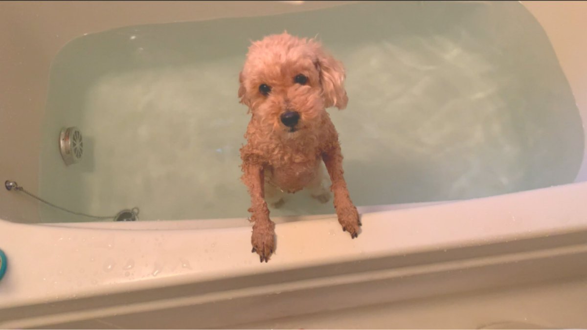 トイプードルお風呂