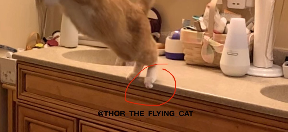 thor_flying_cat's tweet photo. 1/2 Hi friends! I know I’ve been absent for a few days. I had my checkup & got shots. We were feeling sluggish for a few days.
@thedodo @scahvets @kitnipbox @SlenderSherbet
#gingercat #flyingcat #thor #catsofinstagram #kitnip https://t.co/u9QAaodhFV
