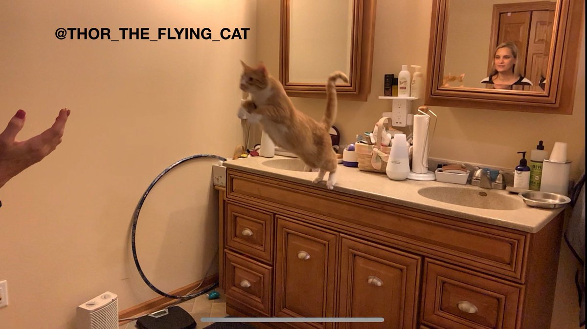 thor_flying_cat's tweet photo. 1/2 Hi friends! I know I’ve been absent for a few days. I had my checkup & got shots. We were feeling sluggish for a few days.
@thedodo @scahvets @kitnipbox @SlenderSherbet
#gingercat #flyingcat #thor #catsofinstagram #kitnip https://t.co/u9QAaodhFV