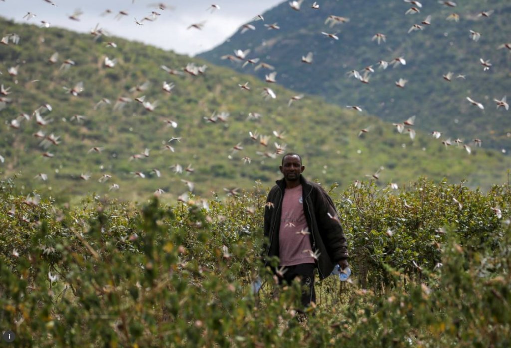 CGIAR_Data's tweet photo. 🆕#NewOpEd by Dr. Nteranya Sanginga from @IITA_CGIAR | Africa’s devastating locust outbreak exposes the need for #cropscience on all fronts. Better seeds and crop protection products are vital – but we need to do still more. https://t.co/QTRuSI2M4p #OneCGIAR #BigDataInAg https://t.co/pWTFb29Paf