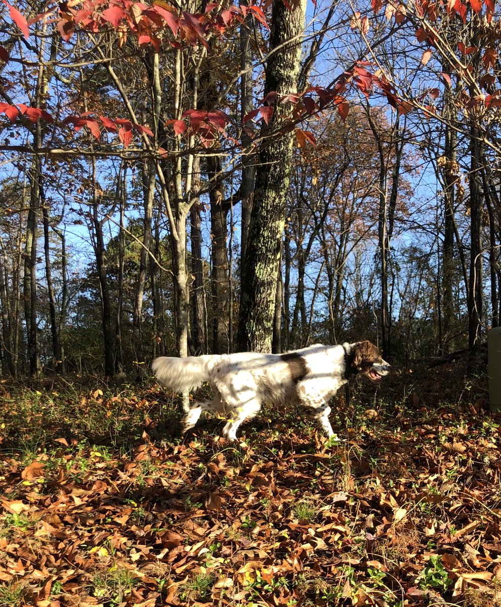 robints's tweet photo. In #NoMaskLand letting an incredible dog do his thing...track, point, flush...#TuckRules https://t.co/jIj6SH7TNB