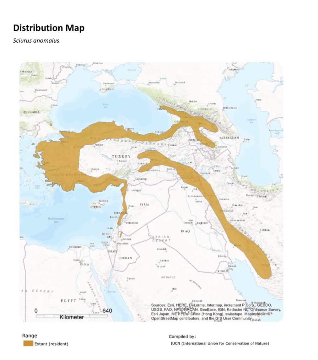 السنجاب القوقازي أو الفارسي (Sciurus anomalus) #البرية_اللبنانية كان من أبرز ضحايا الحرائق التي اندلعت هذا العام في احراج #عكار وقضت على مساحات واسعة منها والتي تشكل واحدة من موائله الطبيعية..حافظوا عليه 🐿
#لبنان #عكار #ثدييات #قوارض
#CaucasianSquirrel
Credit Khaled Taleb