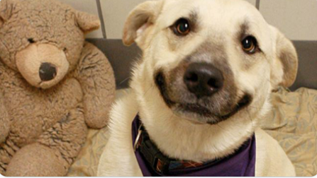 WeLoveDogsUSA's tweet photo. Wish every dog waiting to be adopted could flash a smile like this https://t.co/MubblFAqZ5