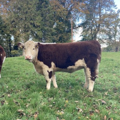 PadraicMckenna's tweet photo. #NewProfilePic https://t.co/pD7Gg8SIql