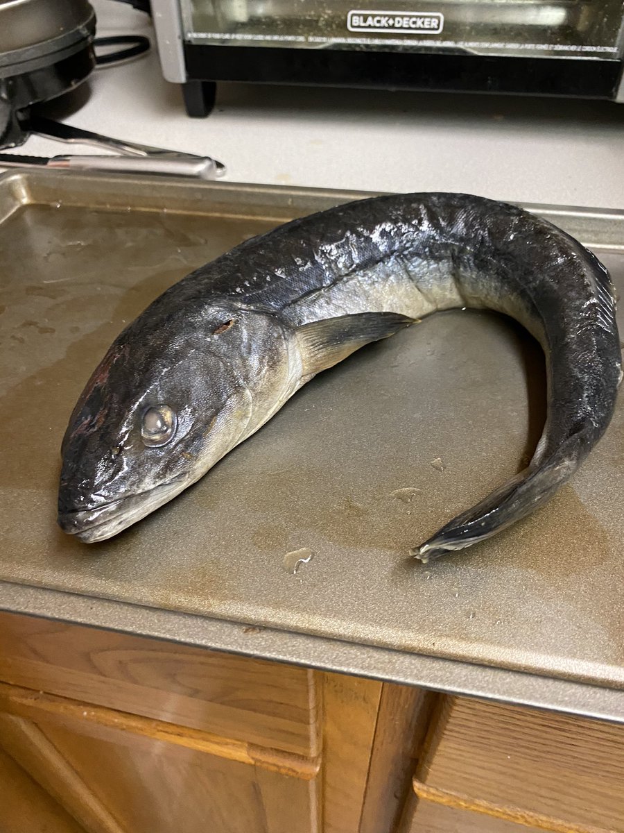 Fishy_Science_'s tweet photo. I’m celebrating #blackcodfriday a day late. Gonna bake this guy and reconstruct some bones! In my own home! #covid #fishy #sorryPaul https://t.co/17hVqbZiB3