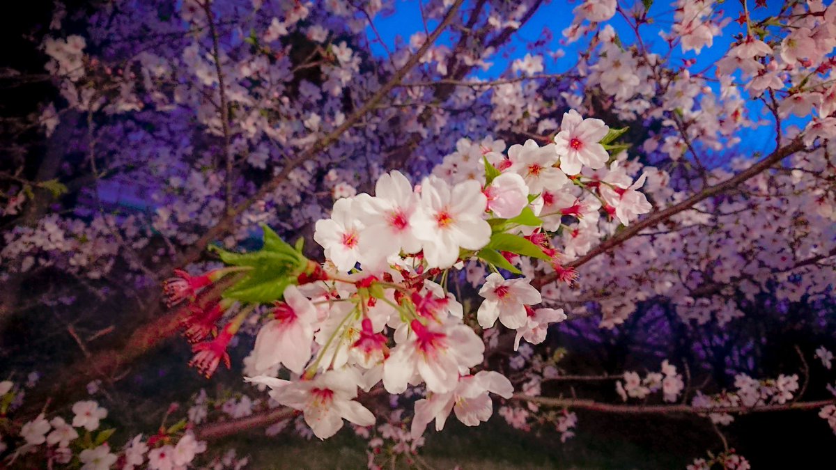 kurage_810's tweet photo. あと少しで桜の時期🙄
またさくらの木の下でおさけを飲みながら桜を見たいなぁ🤔

#桜
#毎日写真
#キリトリ世界 
#写真好きな人と繋がりたい 
#写真で伝える私の世界
#写真撮ってる人と繫がりたい https://t.co/gLO1NNRNvB