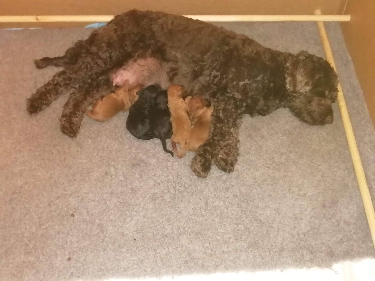 Yesterday Hetty gave birth to 6 beautiful puppies, 4 boys and 2 girls, all are doing well.