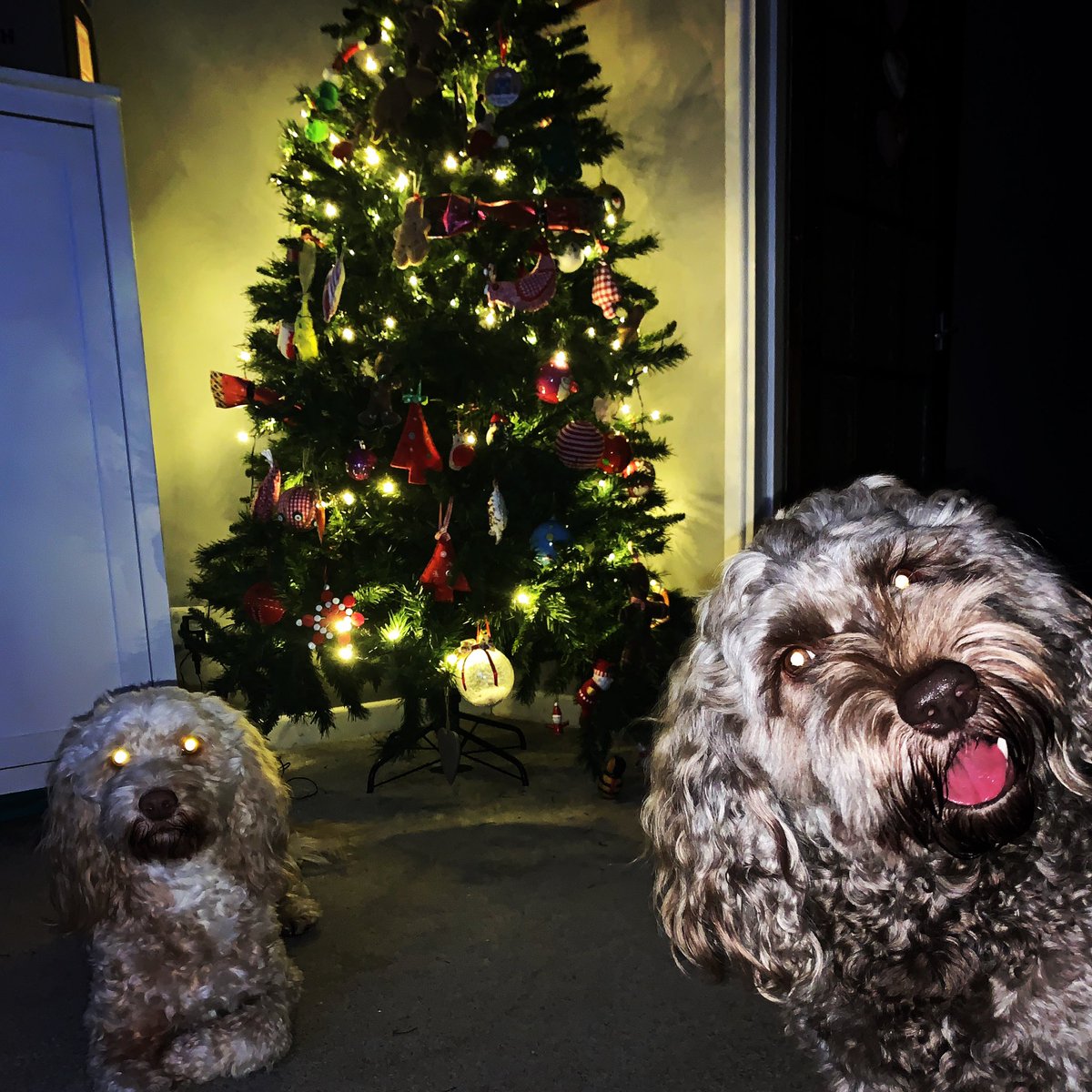 emmabumf01's tweet photo. As so it begins.....Christmas 2020...... when everything outside is so different, rest assured this pair of beauties are still pwp at sitting for a photo and will without doubt have broken a few baubles by this time tomorrow πΆπ€£β€οΈπ²ππ€Άπ» #hohoho #christmascountdown #murphandmax https://t.co/hVUeCs0qQf