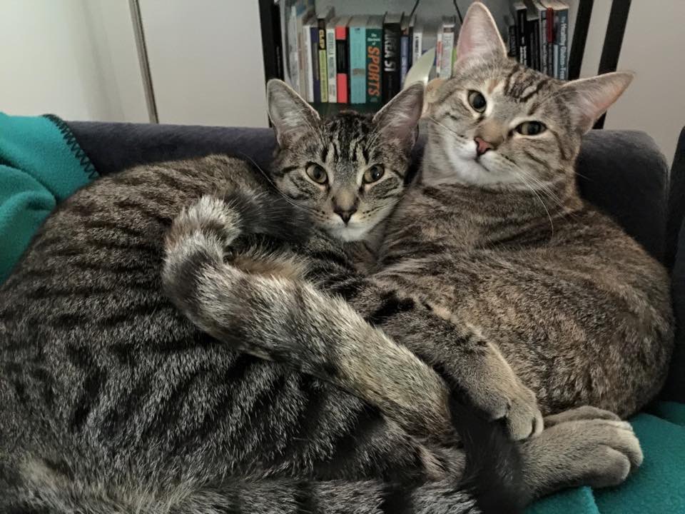 HazelandRemy's tweet image. #Pawhugs and regular hugs to you all! 😸❤️😽🐾 — Hazel and Remy