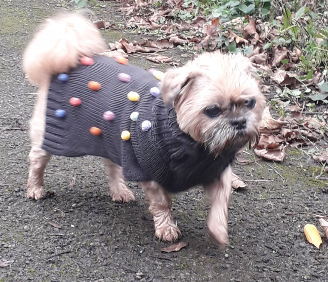 GerryMoynihan's tweet photo. Maisie models her Christmas jumper...
#DogWalker #Dogwalking #WritersAndDogs #AmWriting #Writer #writing #Christmas2020 #Xmas #ChristmasJumper https://t.co/bsdpO9THMa