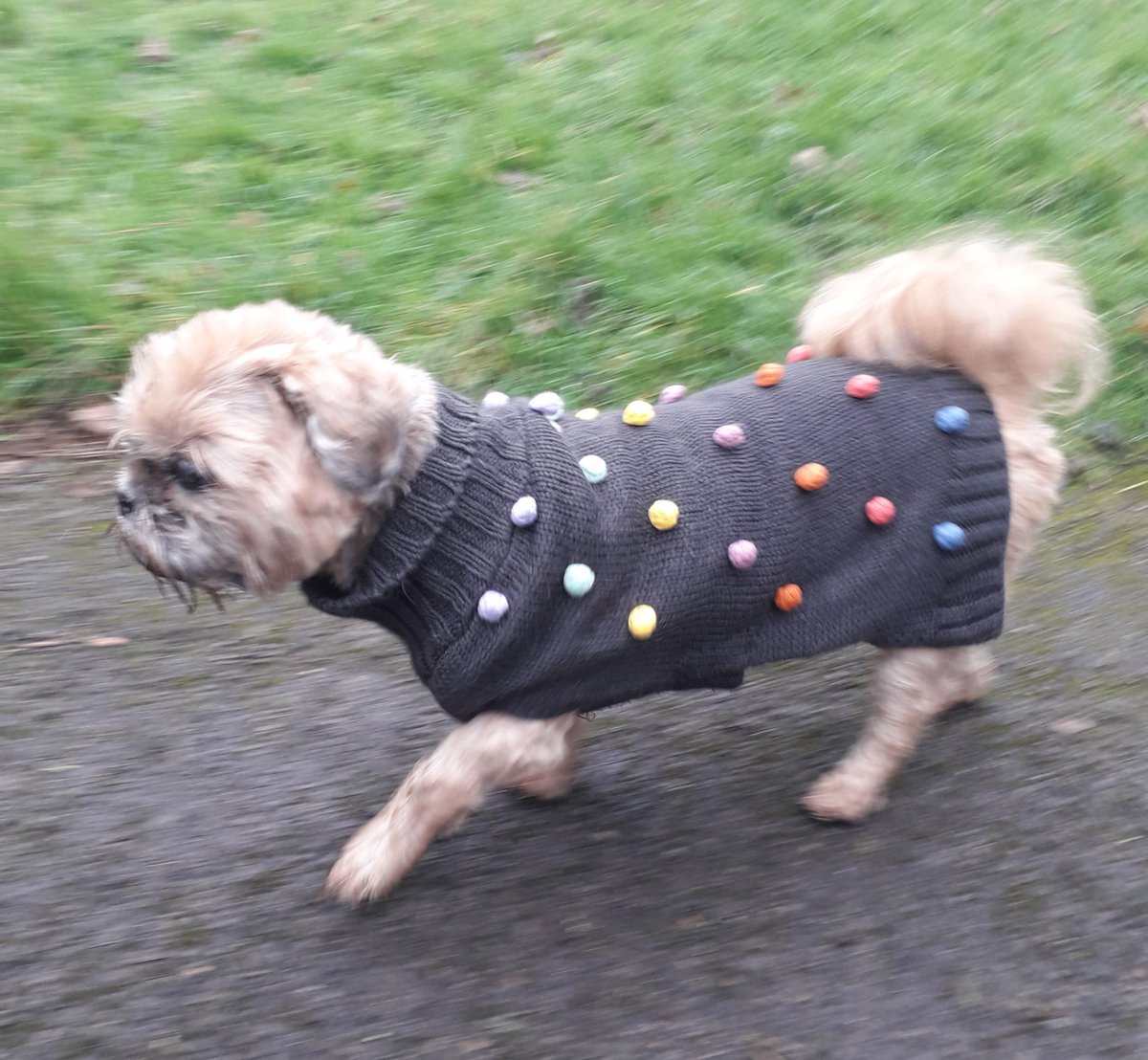 GerryMoynihan's tweet photo. Maisie models her Christmas jumper...
#DogWalker #Dogwalking #WritersAndDogs #AmWriting #Writer #writing #Christmas2020 #Xmas #ChristmasJumper https://t.co/bsdpO9THMa