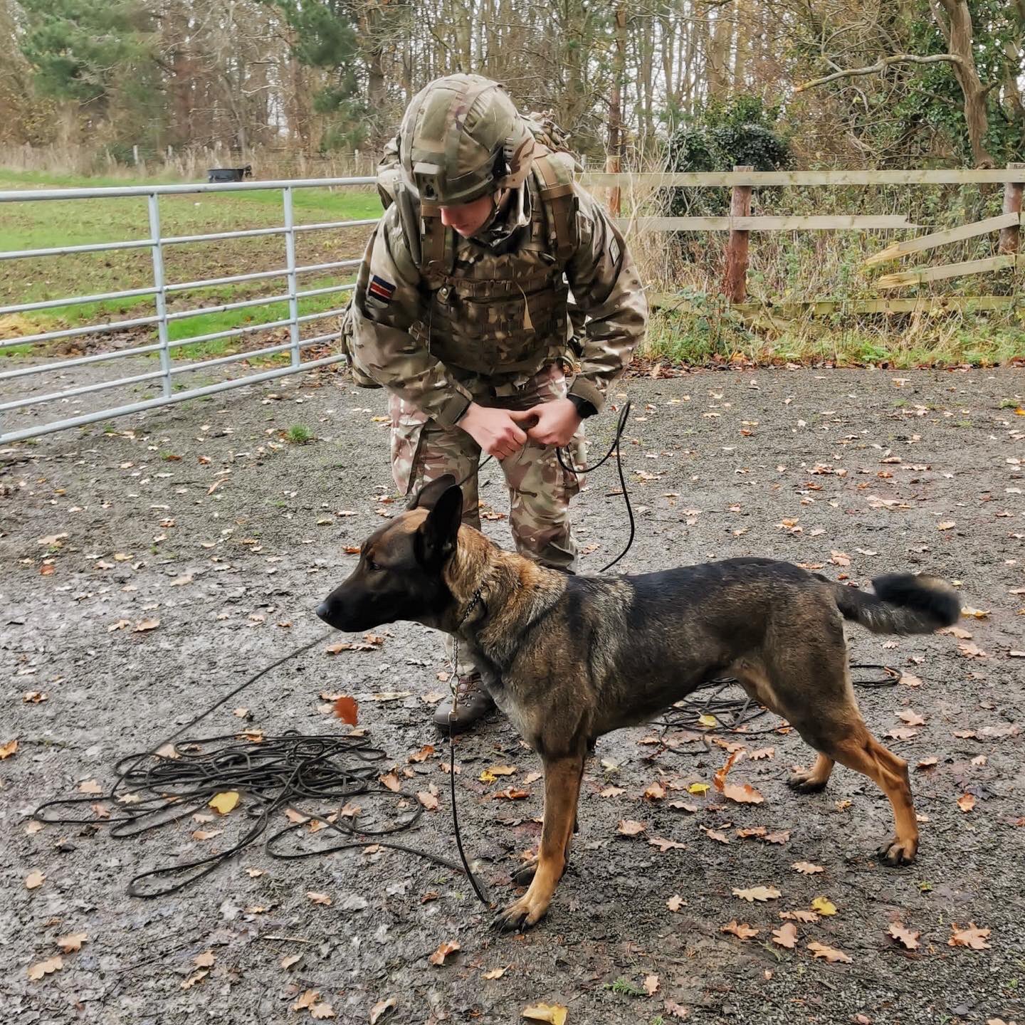 Defence Animal Training Regiment on Twitter "DATR’s latest High